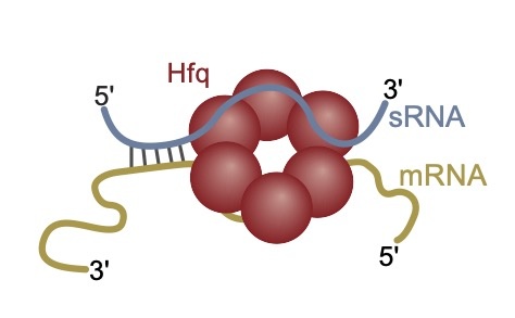 Hfq-RNA-duplex
