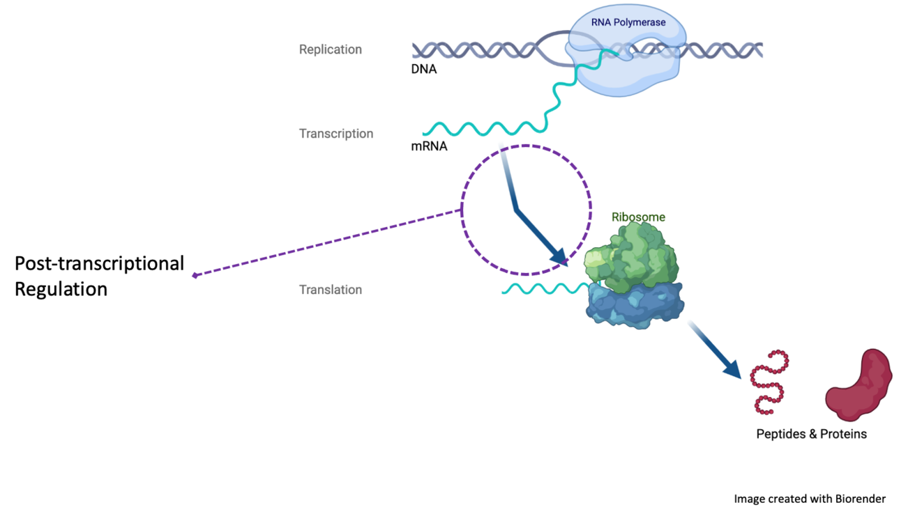 Post-transcriptional regulation Schematic